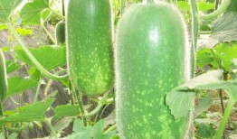 吃瓜视频每日大赛 吃瓜网官网,每日大赛精彩回顾，揭秘热门吃瓜瞬间